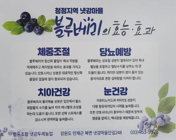 샛강마을 블루베리 체험